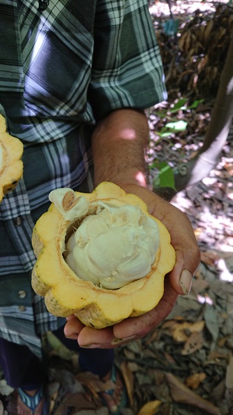 Pianta di cacao 