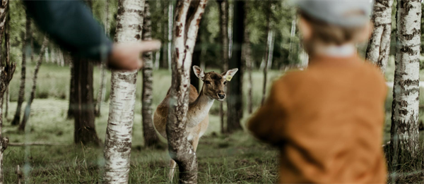 The Future Forest Company