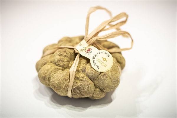 Ente Fiera Internazionale del Tartufo Bianco d’Alba