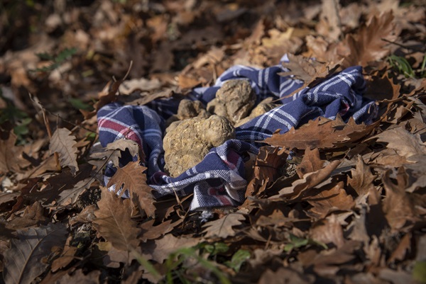 Credits Tino Gerbaldo