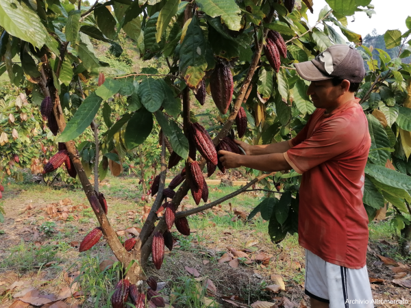 Produttore Norandino - Perù