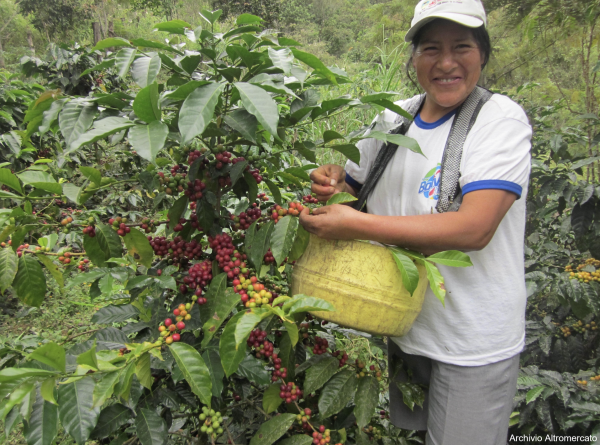 Produttore Norandino - Perù