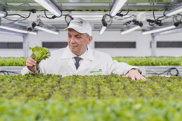 Produzione di Teen Leaf in Vertical Farming	