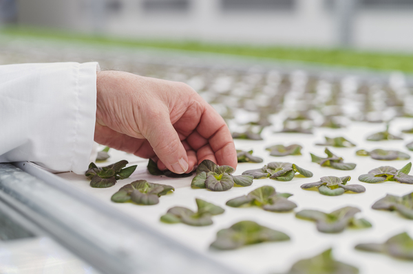 Produzione di Teen Leaf in Vertical Farming 