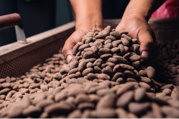 Lavorazione della materia prima