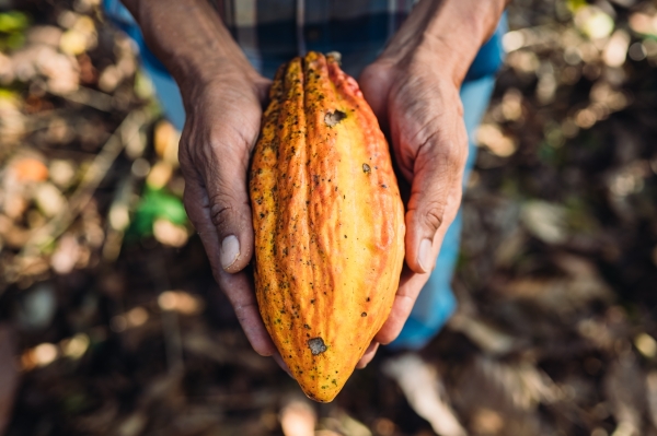 Cacao
