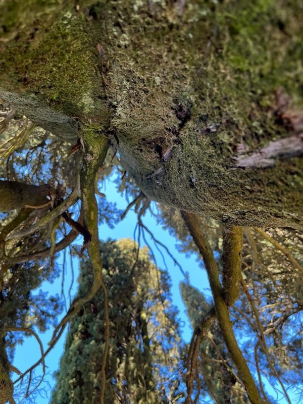 Le piante ferite dall'alluvione del fiume Lambro lo scorso 3 novembre