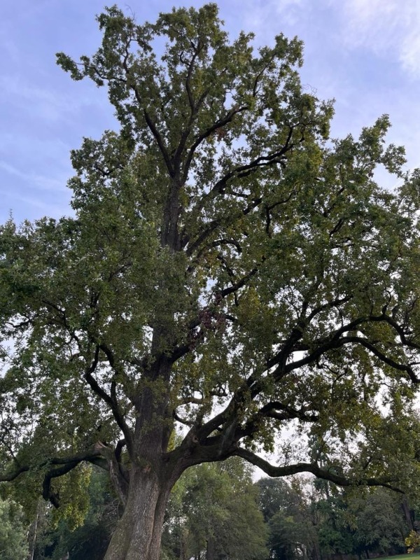 Le piante ferite dall'alluvione del fiume Lambro lo scorso 3 novembre