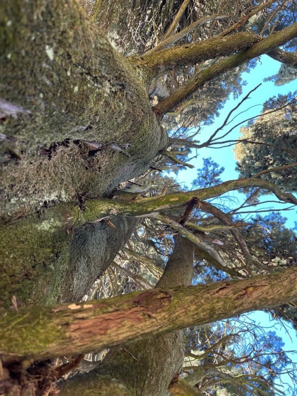Le piante ferite dall'alluvione del fiume Lambro lo scorso 3 novembre