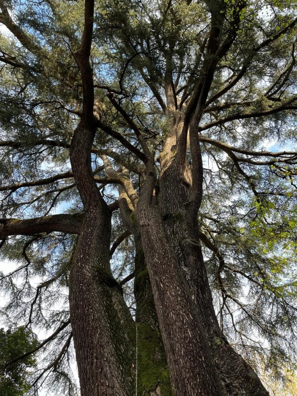 Le piante ferite dall'alluvione del fiume Lambro lo scorso 3 novembre