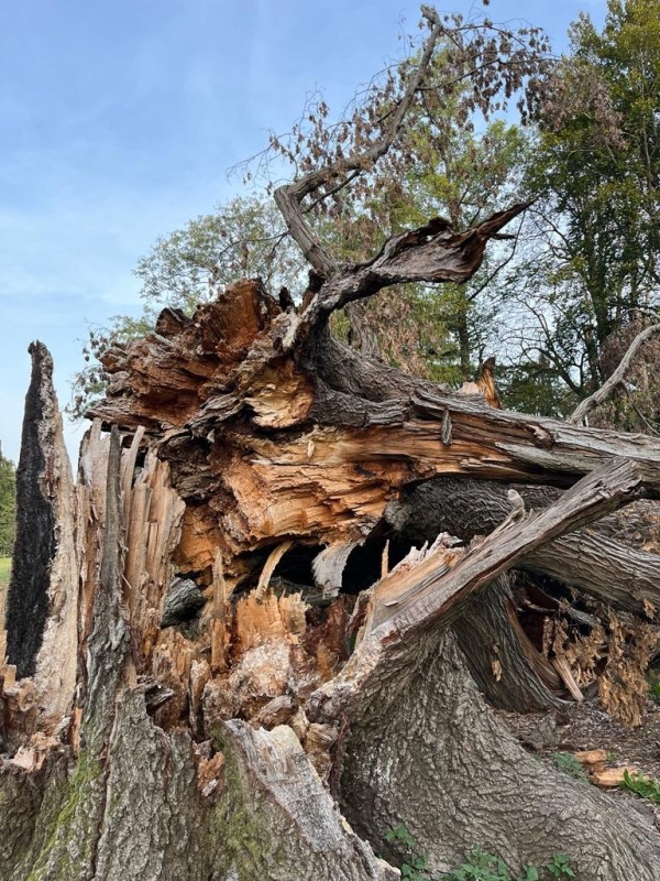 Le piante ferite dall'alluvione del fiume Lambro lo scorso 3 novembre