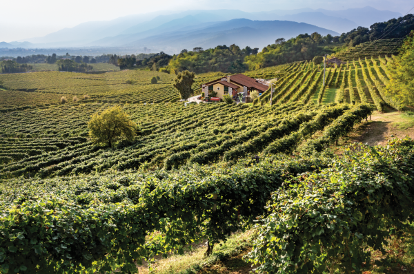 Cantina Drusian Francesco - nata nel 1988 e sita nel cuore delle Colline di Conegliano e Valdobbiadene