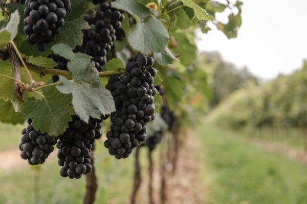 Grappoli d'uva Pinot nero, Tenuta di Cart 