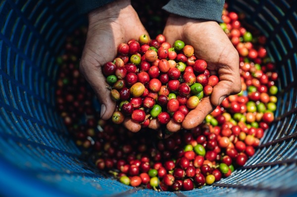 Chicchi Altromercato