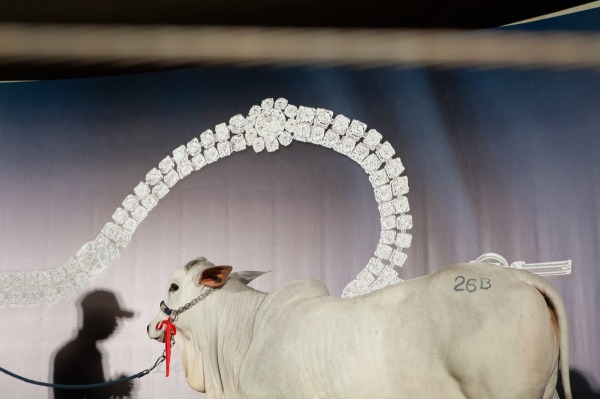 Uberaba, Brasile, 2013. Dalla serie Holy Cow © Carolina Arantes / Uberaba, Brazil, 2013. From series Holy Cow © Carolina Arantes.jpg