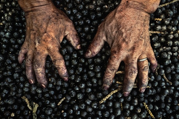 Aldeia Apiwtxa, riserva indigena di Kampa do Rio Amônia: la raccolta dell'açai. L'açai è il frutto di una palma che cresce solo in terreni molto umidi o alluvionali. Viene coltivato principalmente nella regione amazzonica, è di forma sferica e si presenta a grappoli. È diventato popolare sia a livello nazionale che internazionale, considerato un superfood fonte di grassi buoni, antiossidanti, proteine, vitamine e minerali. Per gli Asháninka, che vivono in questa regione, è una componente imprescindibile della dieta quotidiana, ed è per questo che nel villaggio sono state piantate molte di queste palme, che ora sono cresciute in altezza e hanno formato dei veri e propri “viali” alberati. Dalla serie The Forest Knows © Nicoló Lanfranchi