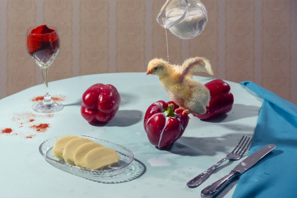 Kuře na paprice
Paprika chicken is a dish originating in Hungary. It was a popular dish throughout the entire Austrian Empire, including in the Czech lands, where it is a popular dish to this day. From the series Kukbuk © Kateřina Sýsová