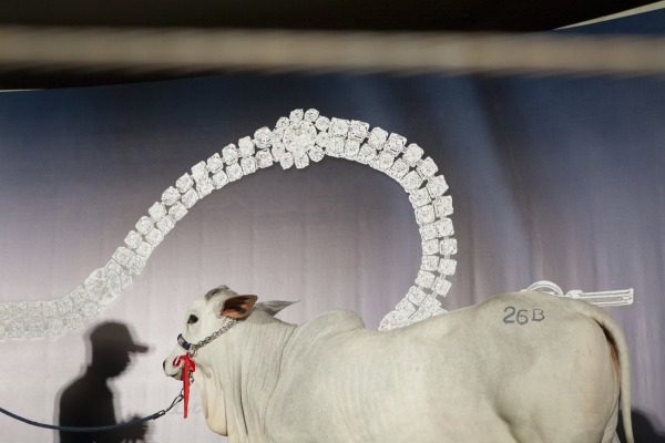 A calf is presented to sale at  the private auction 
