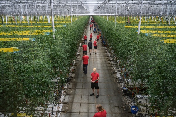 Middenmeer, Paesi Bassi                                                                                                                                                                                                                                            Agrocare è uno dei principali produttori di pomodori in Europa. Le loro nuovissime serre ad alta tecnologia hanno una superficie di 141 ettari e si trovano presso l'Agriport A7. La produzione totale è di 80 milioni di chili di pomodori l'anno. Hanno anche serre altrove: in Tunisia, 48,5 ettari, in Marocco, 18,5 ettari e in Francia, 25 ettari. Il totale è di 261 ettari. Kadir van Lohuizen / NOOR, Food for Thought, 2021 - 2022