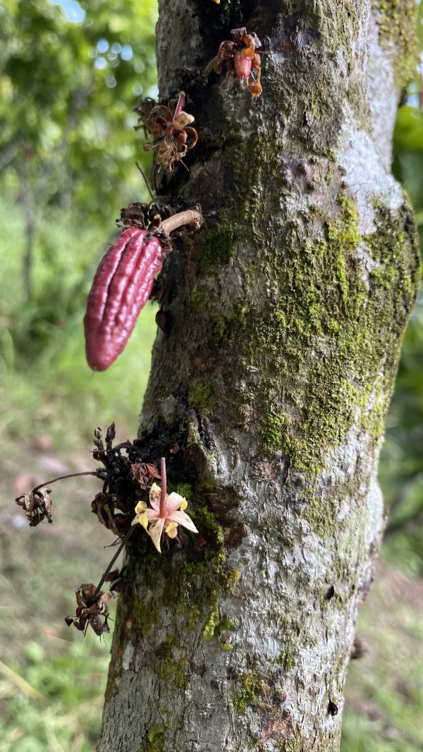 Fava di cacao - progetto di  San Juan de SHITARI - distretto di San Martin in Perù 