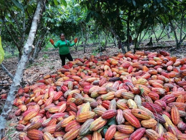24. Cosecha de cacao en la unidad productiva de la socia maribel Navarro Vasquez-min.jpeg