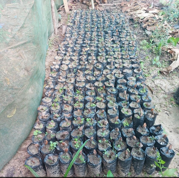 Progetto GROW - Seguimiento vivero-Silvio Urbano