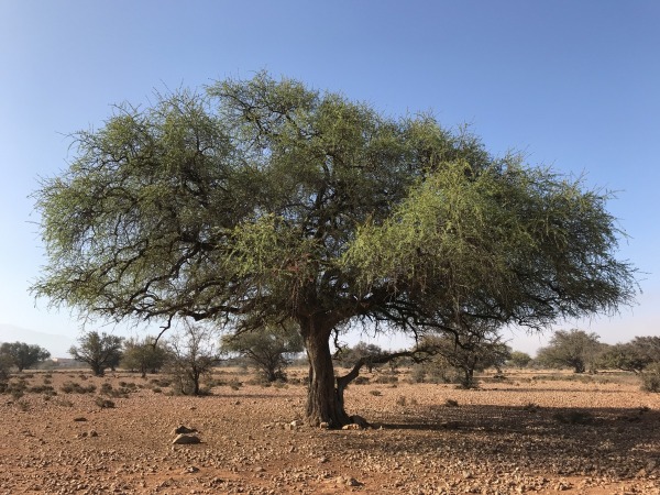 Albero di Argan | Foto di Giorgio Scandiuzzo