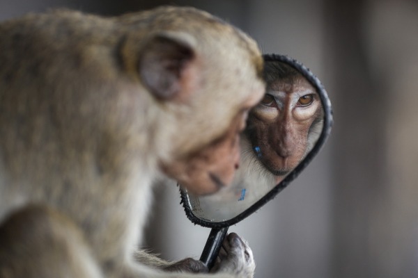 A long-tailed macaque looks into a motorbike’s side mirror, near Phra Prang Sam Yot temple. Lopburi, Thailand, 3 February 2024