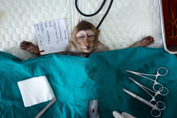  A young long-tailed macaque lies sedated as veterinarians from the Department of National Parks, Wildlife and Plant Conservation carry out a sterilization procedure, in Lopburi, Thailand, 25 May 2024