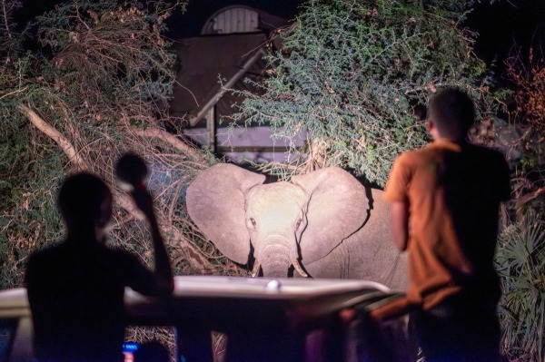 Tommy Trenchard - The Elephant Whisperers of Livingstone