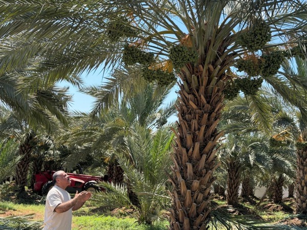 Palme in produzione | crediti foto Al Reef