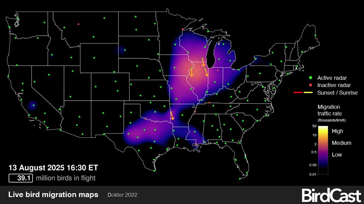 What Will Bird Migration Be Like Tomorrow: Surprising Insights Revealed