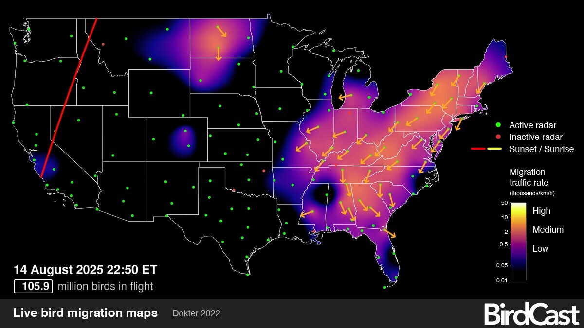 Where to Watch Bird Migration: Top Spots for Stunning Views