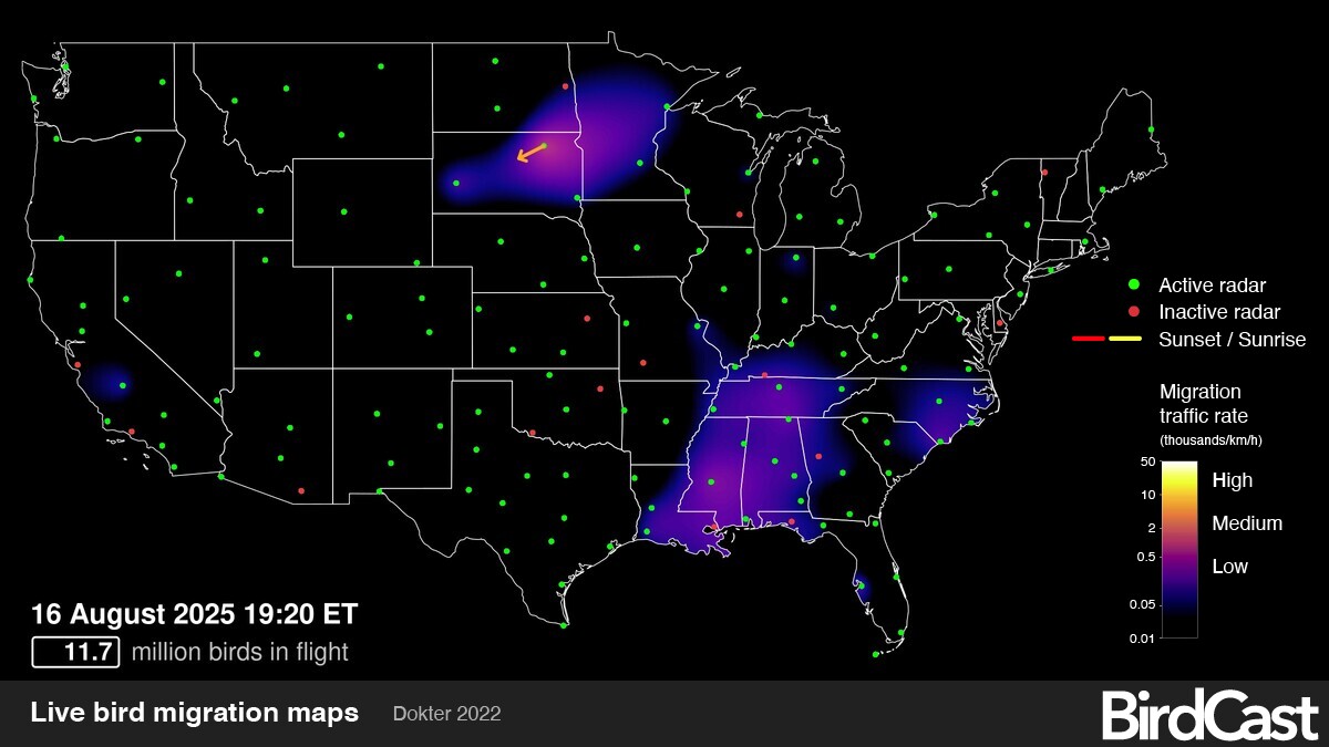 Bird Migration GPS Tracking: Unlocking Nature’s Secret Journeys