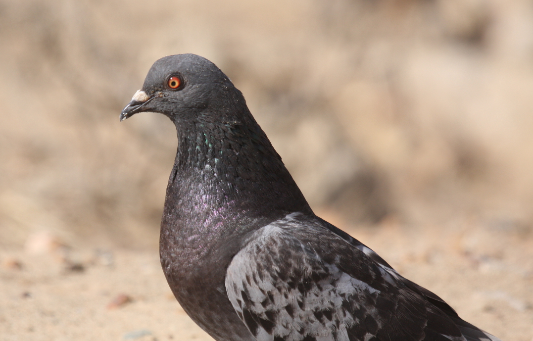Changes to Reporting Rock Pigeon Wisconsin eBird