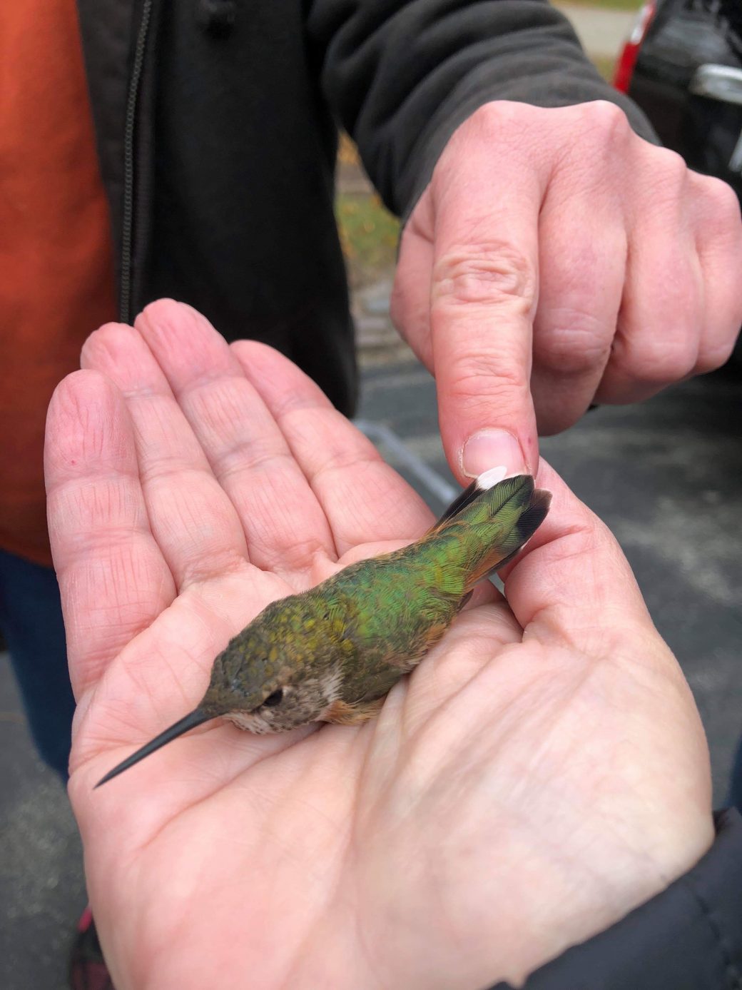 Lateseason Hummingbirds in Wisconsin eBird Wisconsin