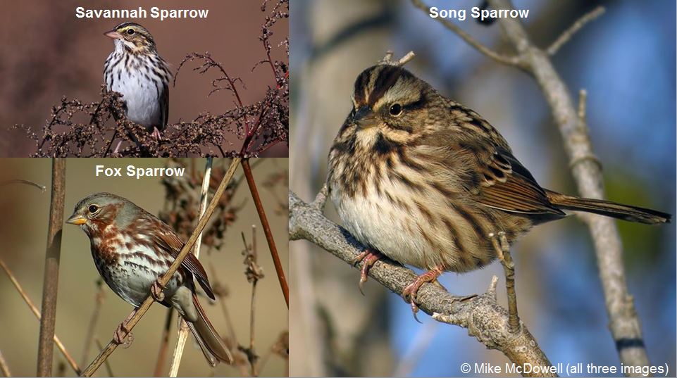 Great Backyard Bird Count Identification Primer eBird Wisconsin
