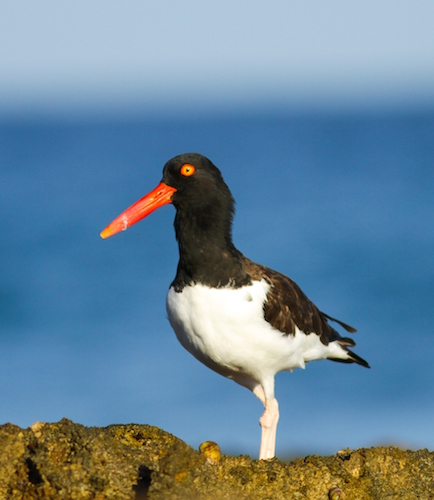Who can look at a bird as garish and ridiculous as an oystercatcher and not want to know more? (photo of American Oystercatcher in Guadeloupe by Anthony Levesque)
