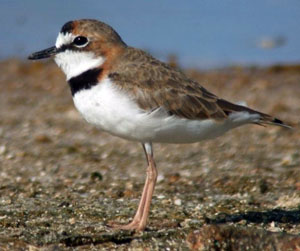 Make Your Checklists More Meaningful! - eBird West Indies