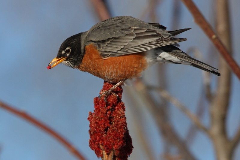 The Strange El Nino Winter Pennsylvania Ebird