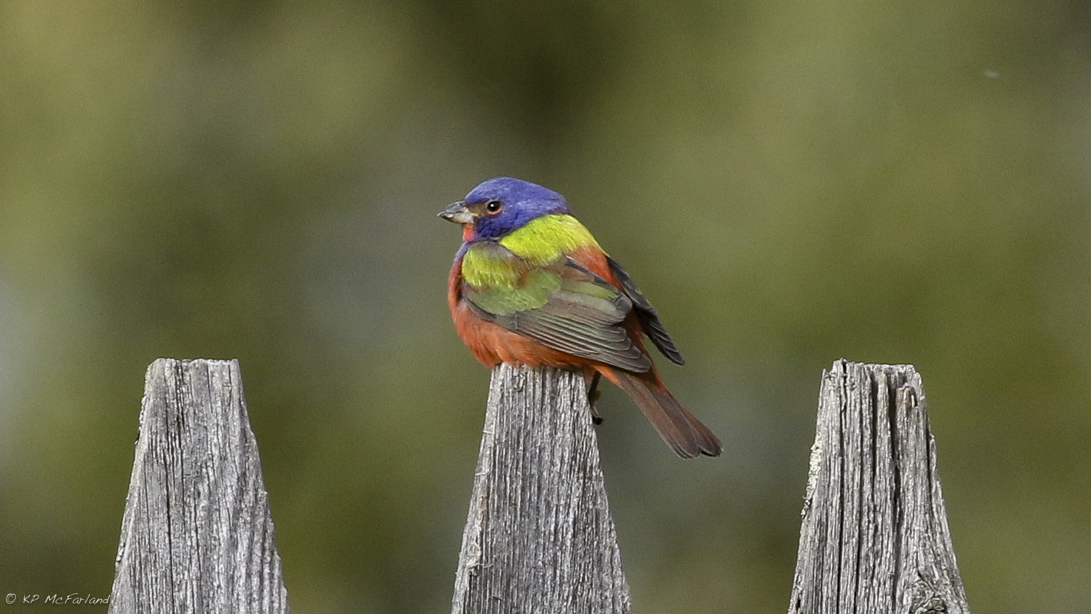 Vermont eBird 2016 A Year in Review Vermont eBird