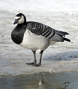 NH eBird – Entering Rare Sightings - New Hampshire eBird