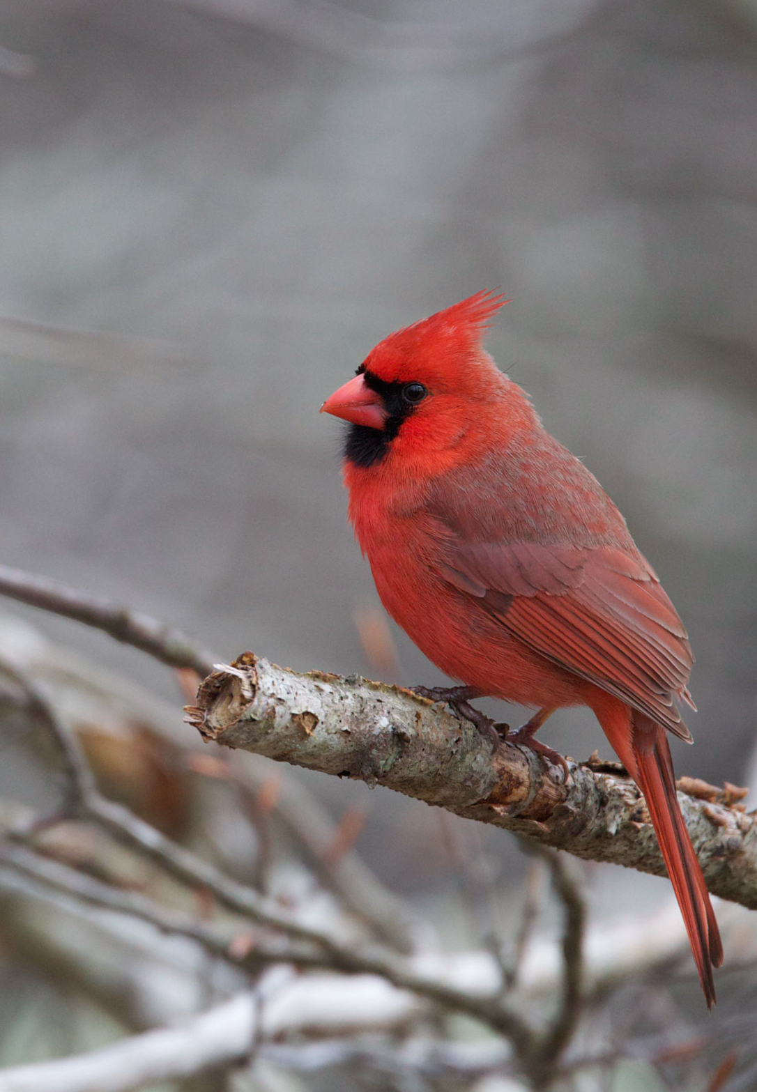 Counting 102—birds at feeders New Hampshire eBird