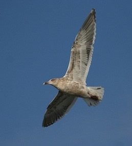 Have You Seen a Rare Bird? – Be sure to document it! - New Hampshire eBird