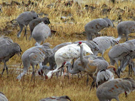 New Hampshire Bird Records – What’s the Weird Bird? - New Hampshire eBird