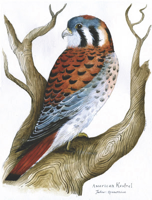 American Kestrel © Diane Sudyka
