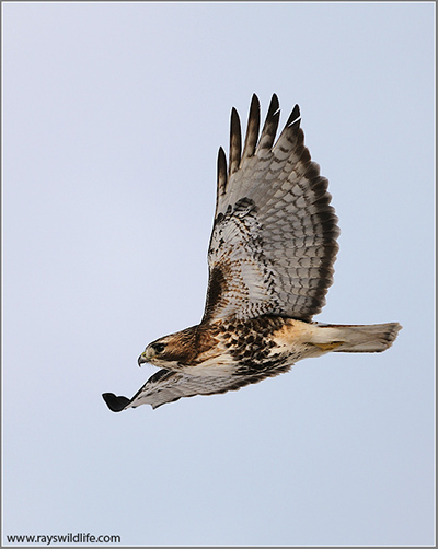 Northern Red-tailed Hawk