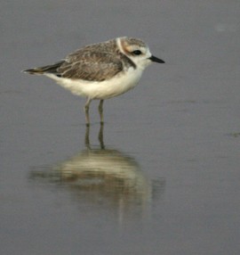 Snowy Plover