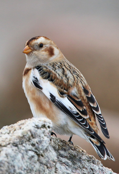 Snow Bunting