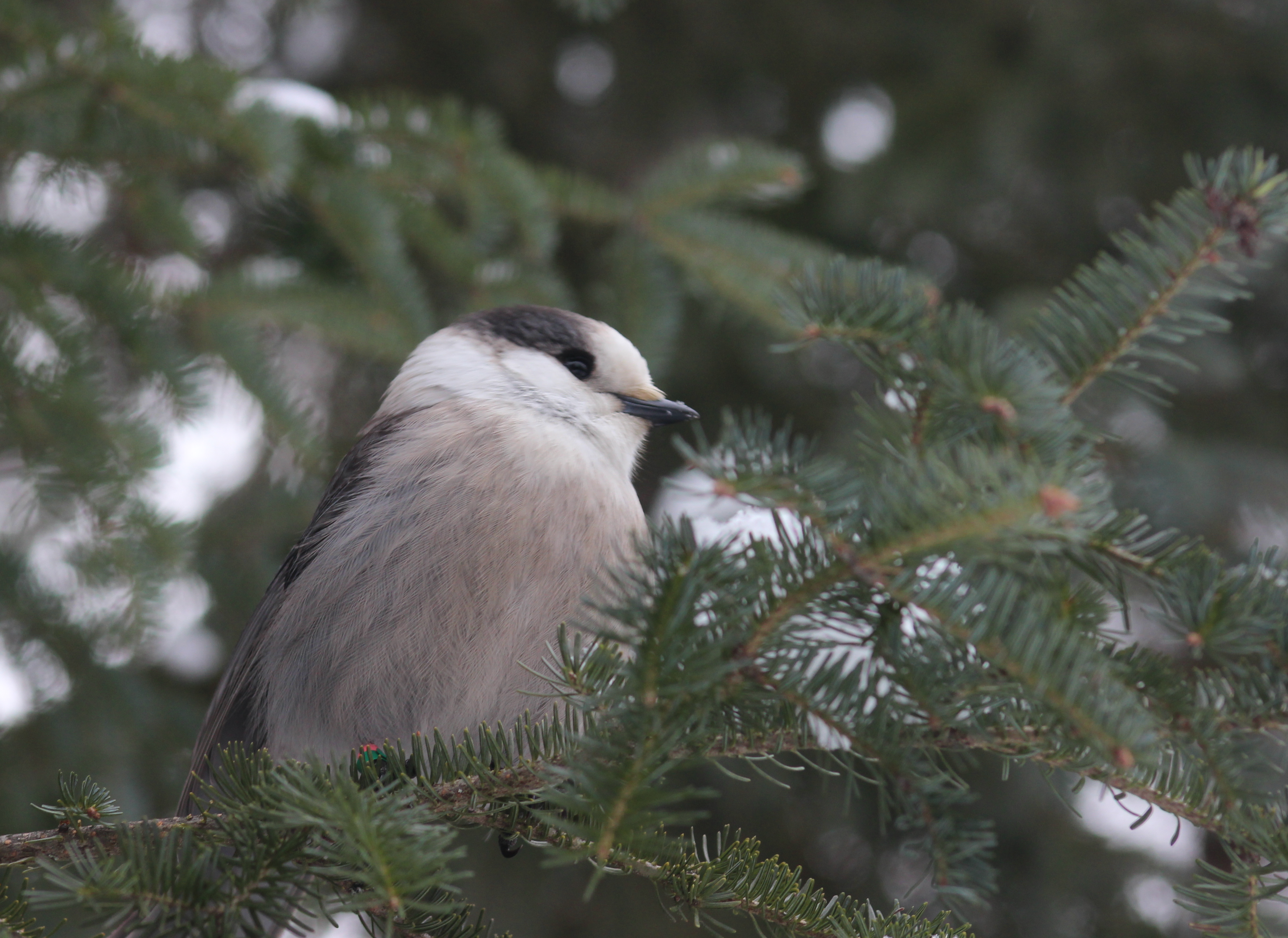 Gray Jay by Sarah Dzielski